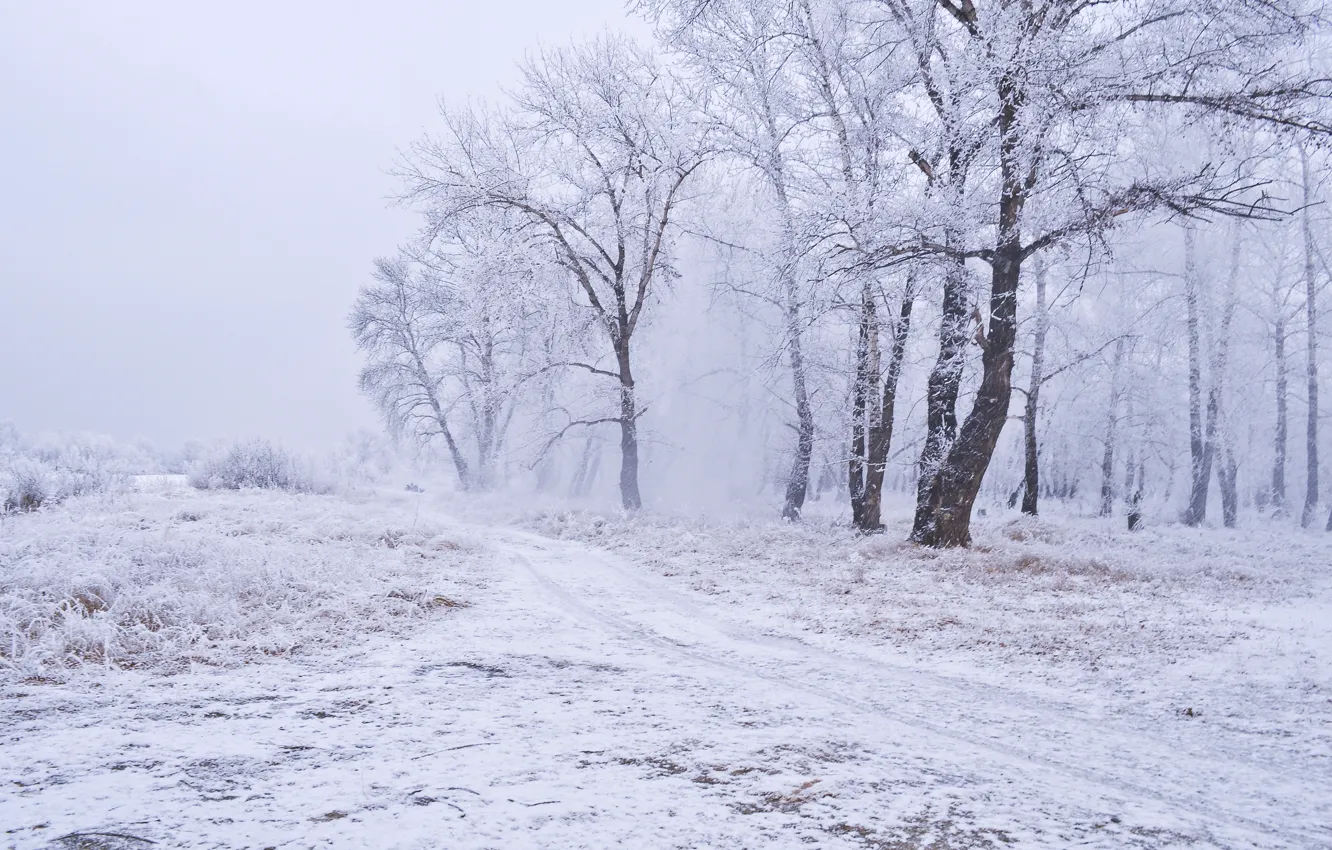 Фото обои Зима, Тропинка, Деревья, Снег, Мороз, Blizzard, Winter, Frost