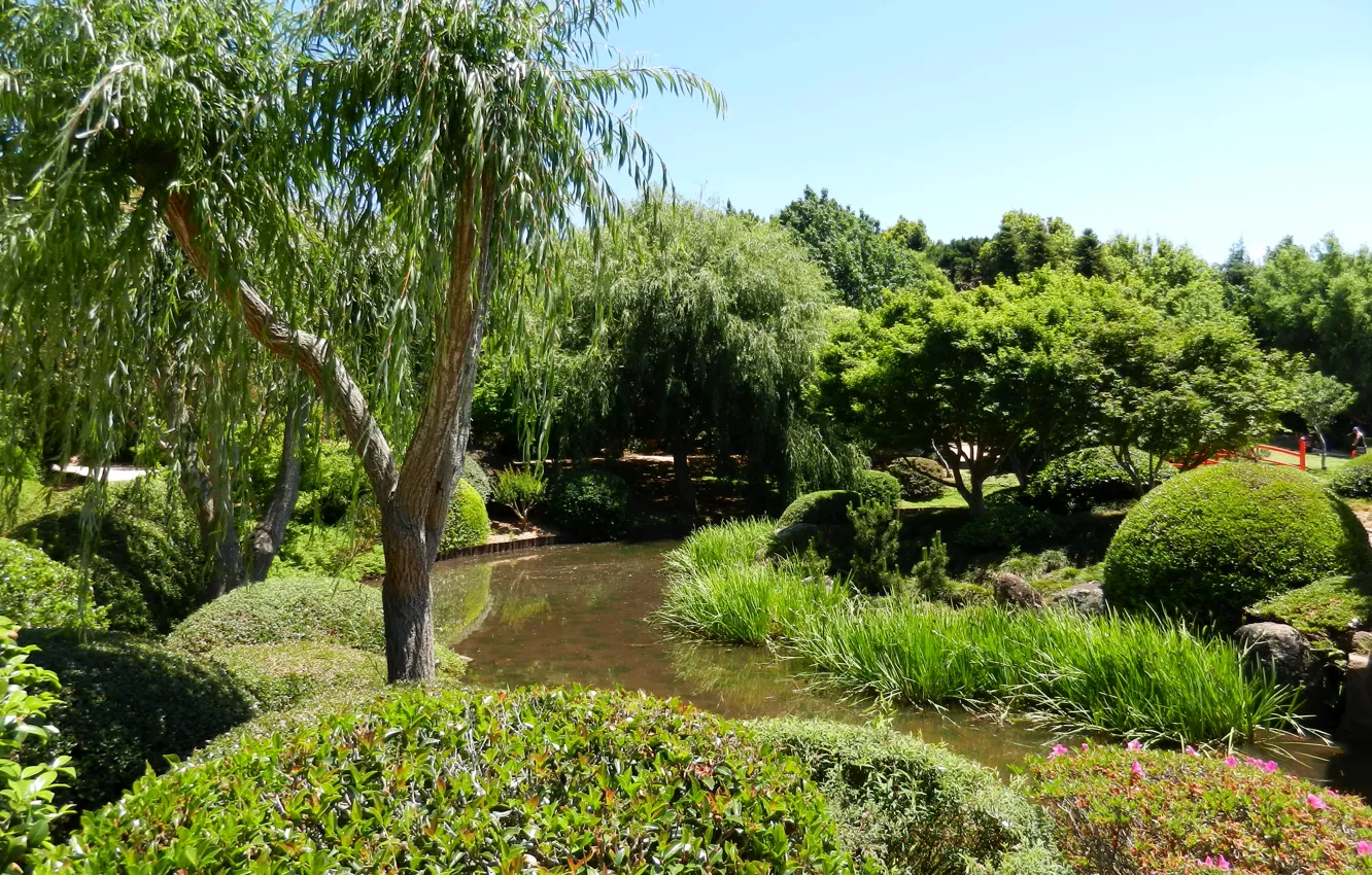 Фото обои трава, деревья, пруд, сад, Австралия, кусты, Japenese Garden, Toowoomba