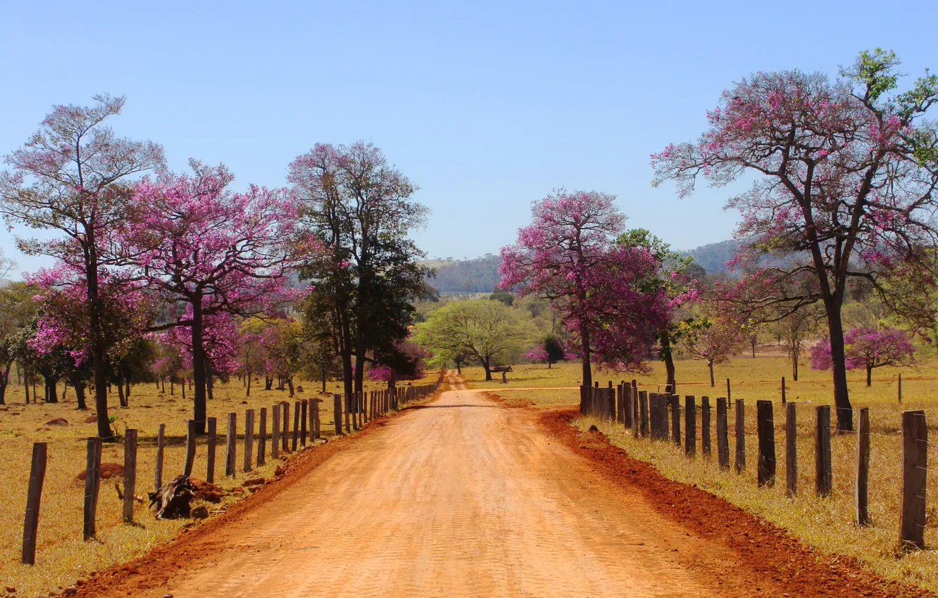 Фото обои дорога, поле, небо, деревья, цветы, горы, забор, Бразилия