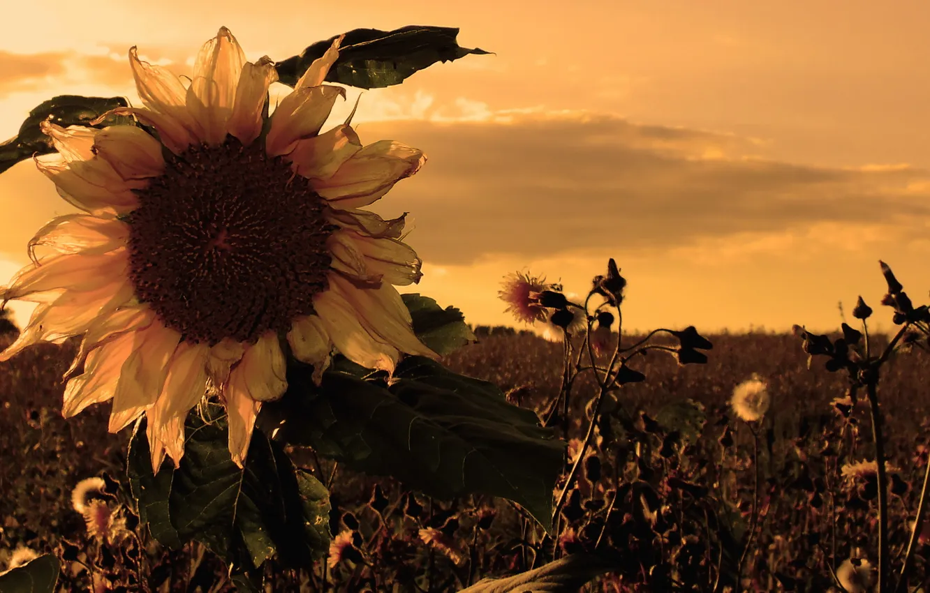 Фото обои Sunset, Sunrise, Fields, Sunflower