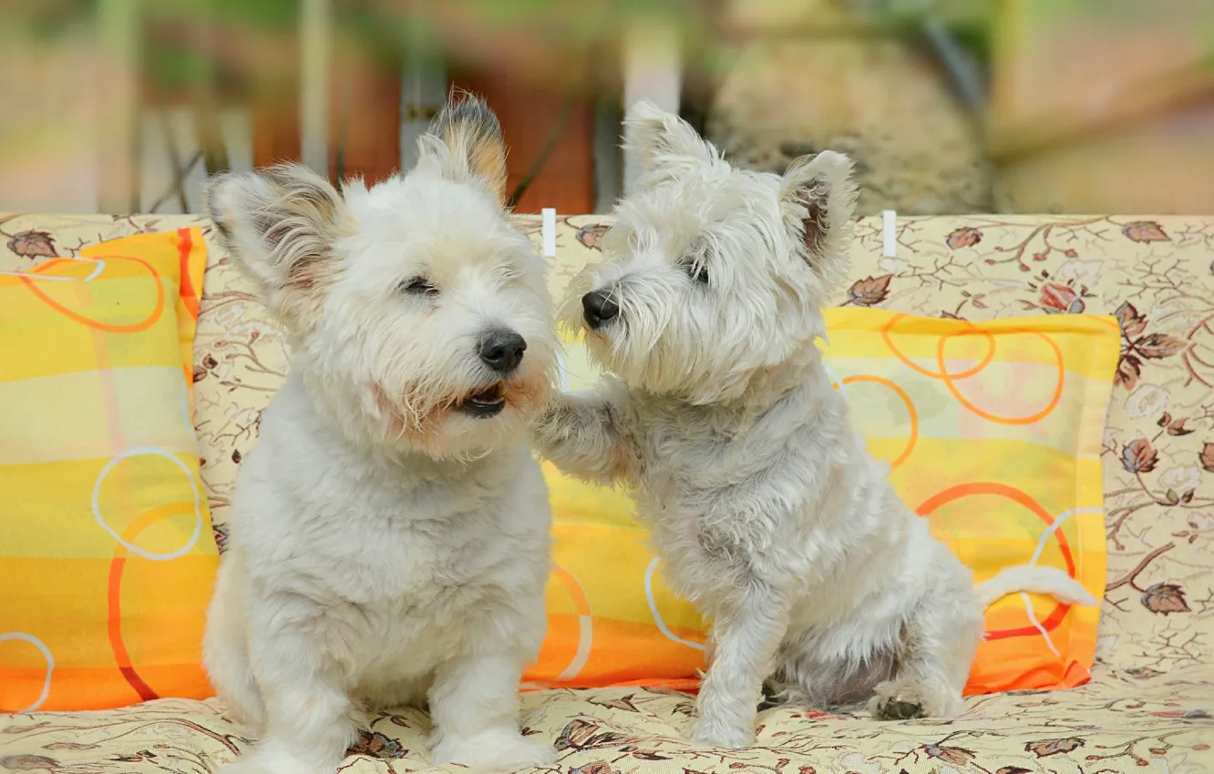 Фото обои Собаки, Dogs, Вест-хайленд-уайт-терьер
