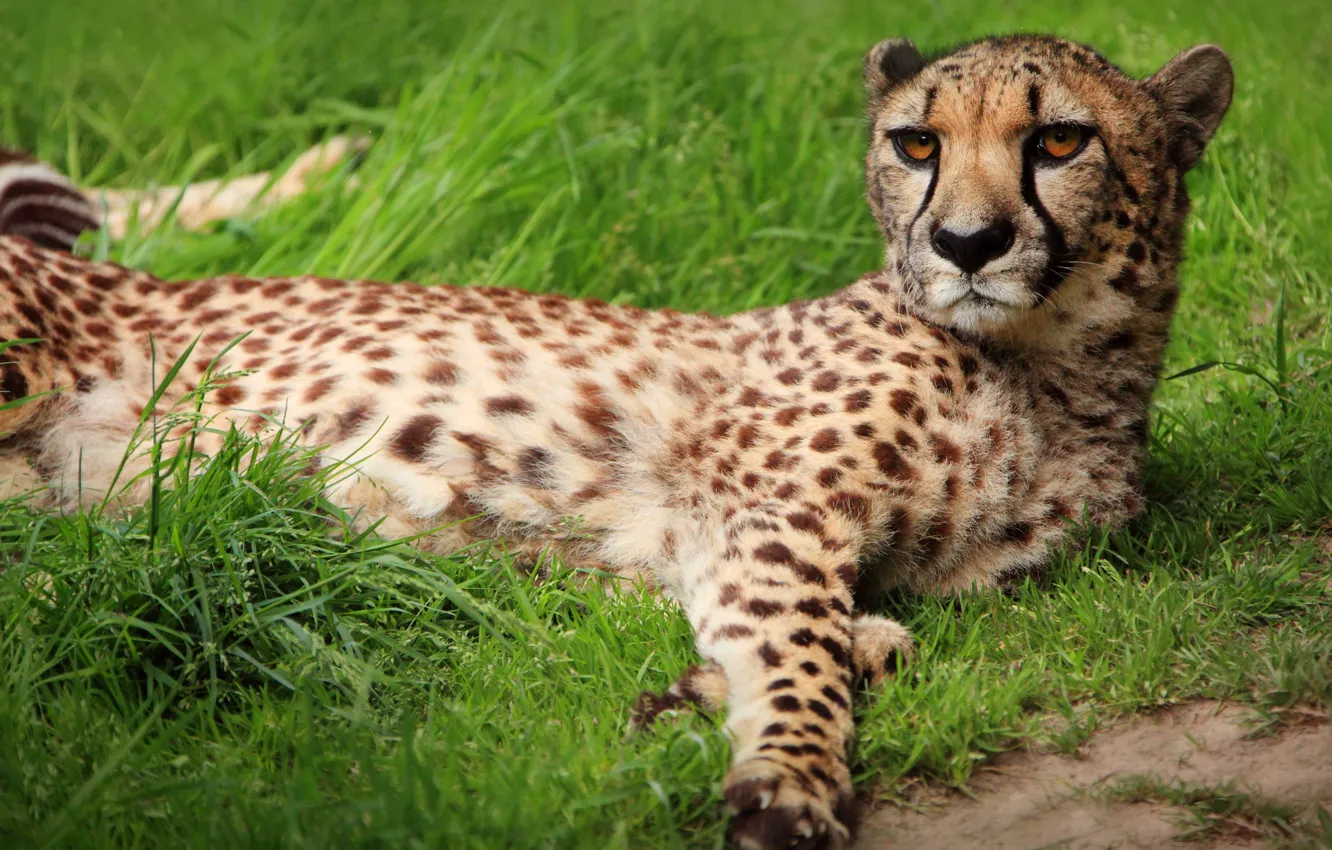 Гепард лежит. Животные которые похожи на гепарда. Гепард трава Поляна. Гепард в траве.