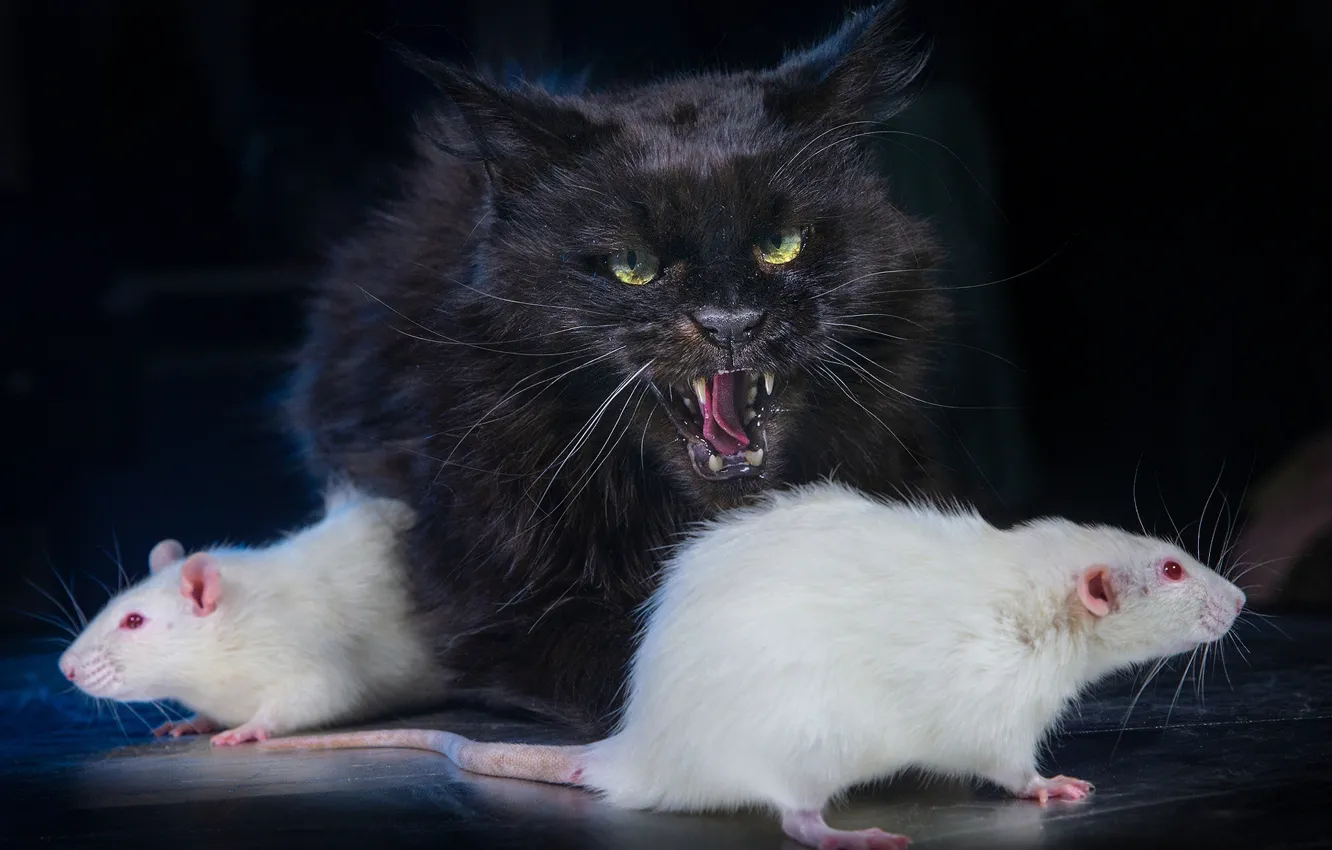 Фото обои кот, тёмный фон, чёрный кот, крыски, белые крысы, Игорь Перфильев