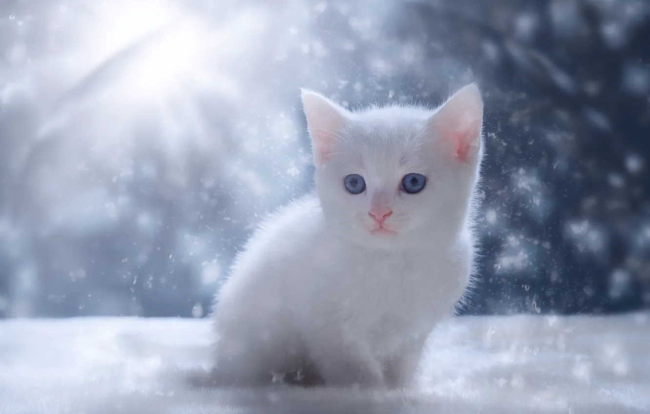 Фото обои зима, кошка, белый, лучи, свет, снег, котенок, малыш