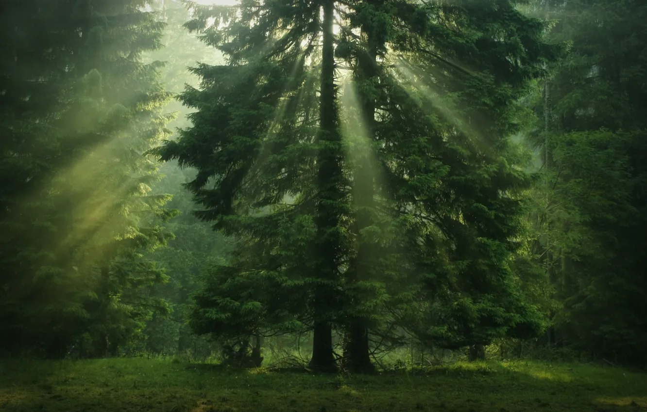 Фото обои лес, солнце, дерево, лучи Солнца