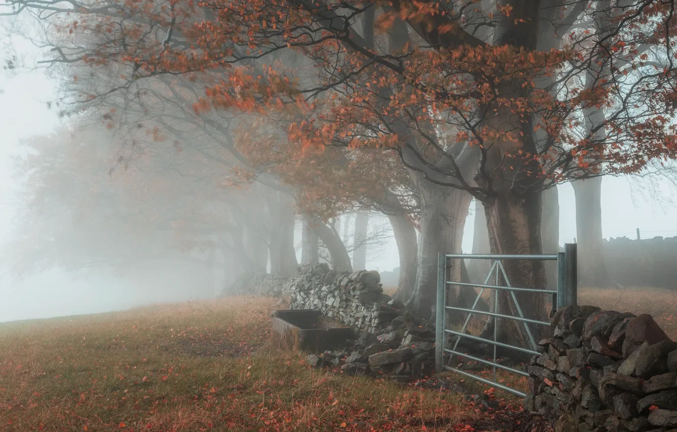 Фото обои лес, деревья, туман, парк