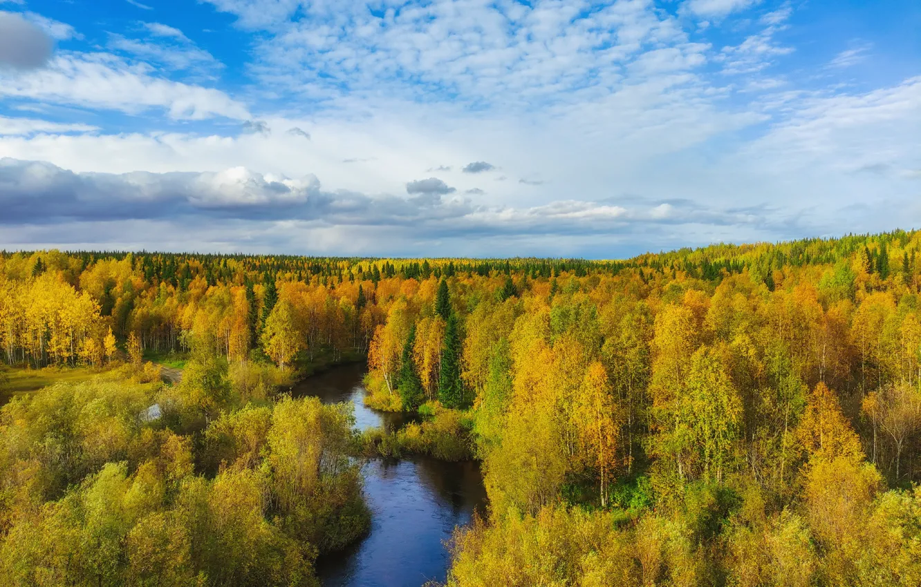 Фото обои лес, небо, облака, деревья, желтый, река, синева, берег