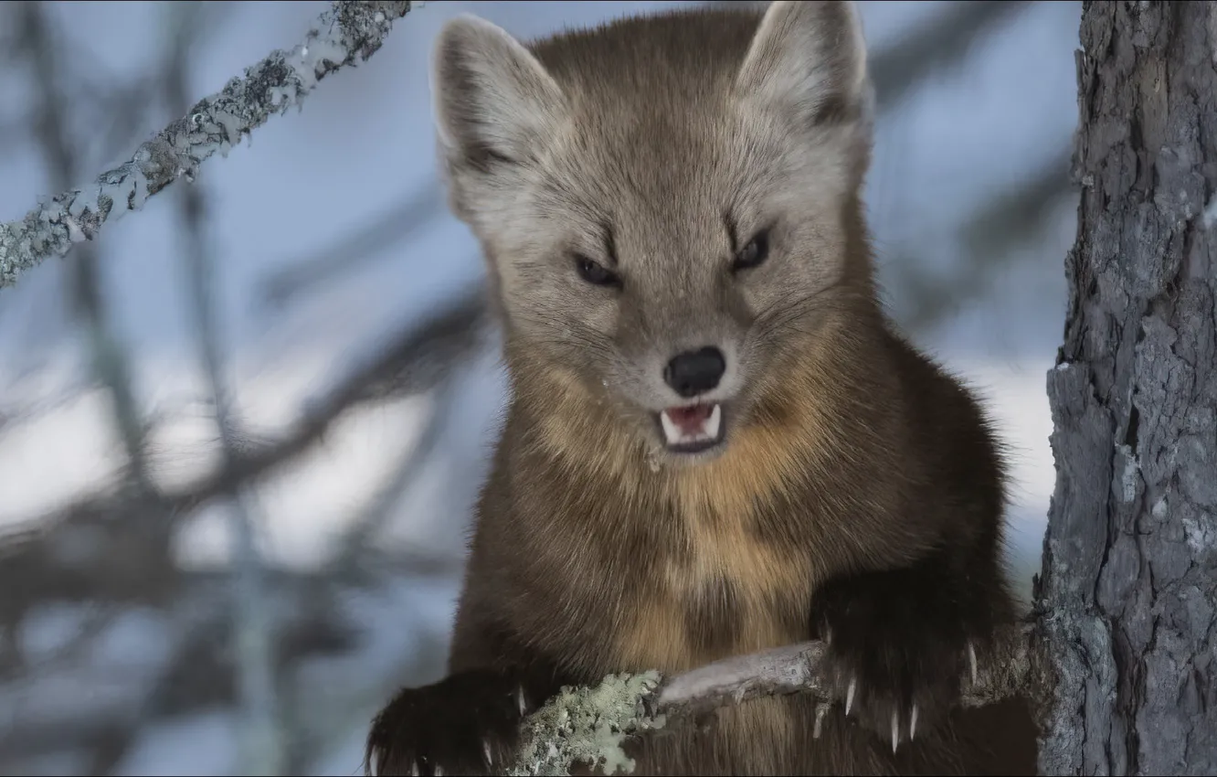 Фото обои USA, nature, smile, animal, beast, куница, marten