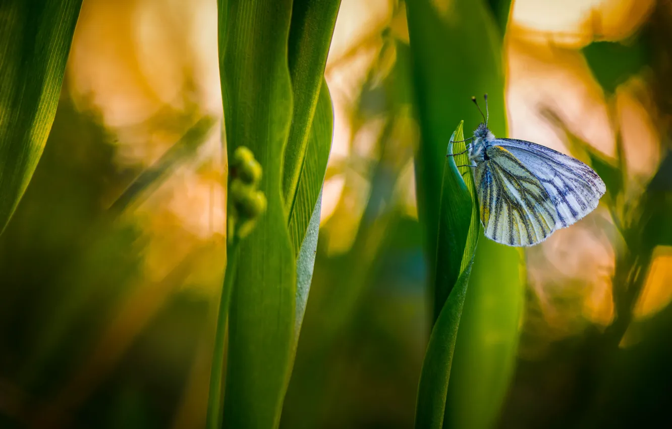 Фото обои трава, макро, природа, бабочка