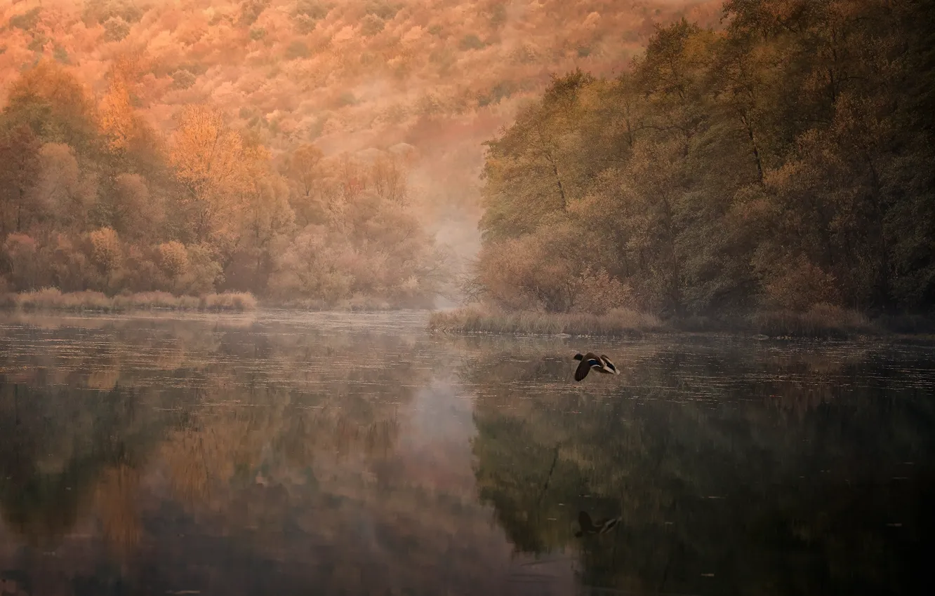 Фото обои полет, отражение, река, утки