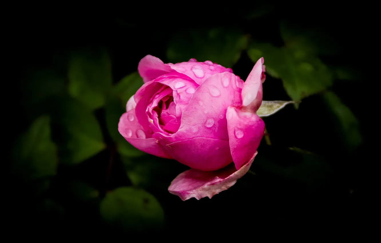 Фото обои капли, розовый, роза, бутон