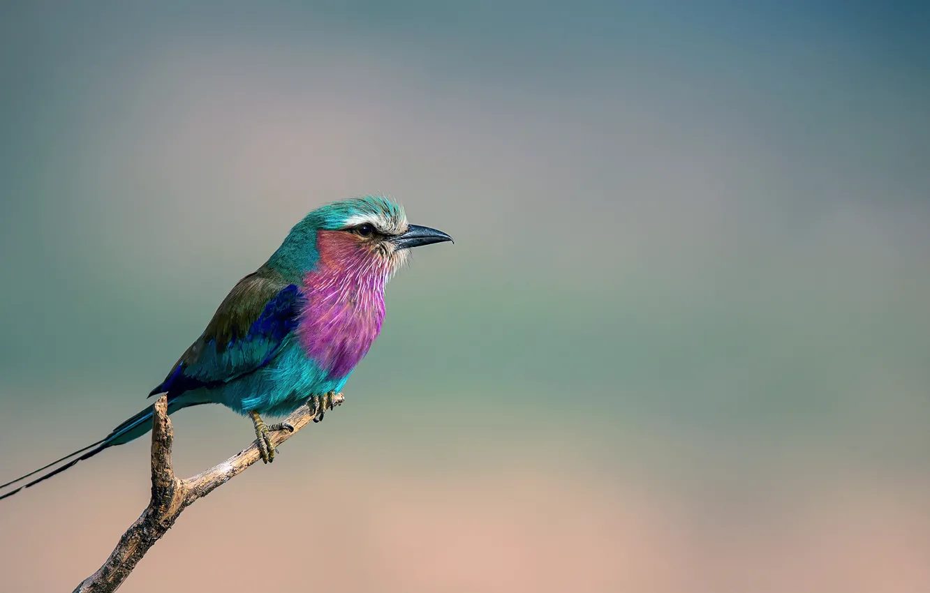 Фото обои птица, ветка, Coracias caudata, Сиреневогрудая сизоворонка, Lilac-breasted Roller