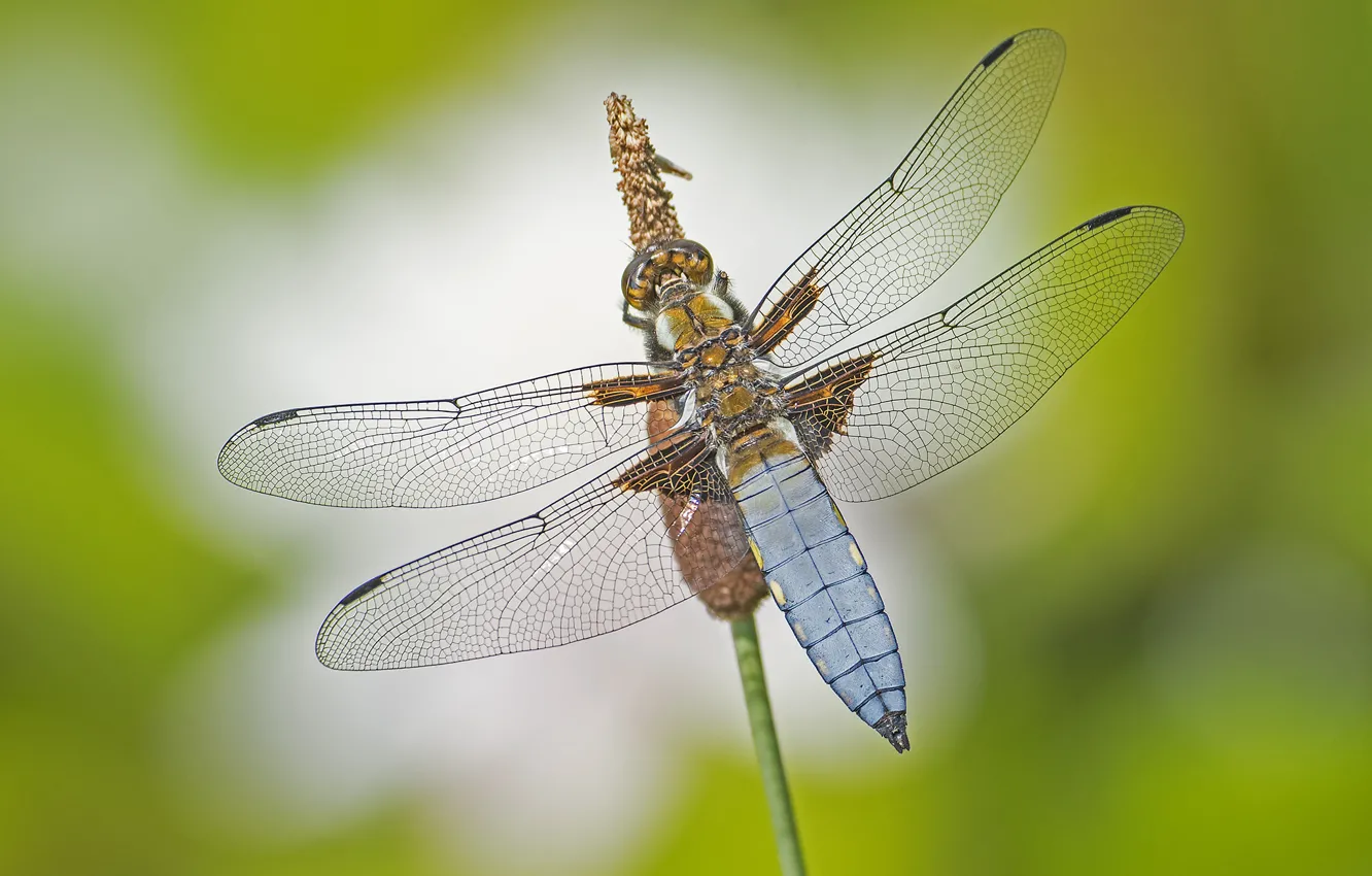 Фото обои макро, крылья, стрекоза, насекомое