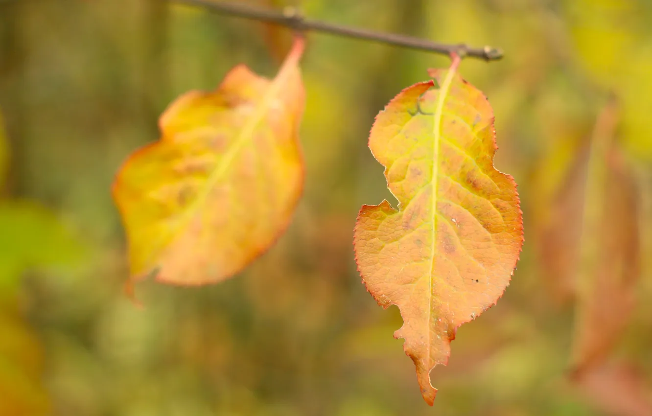 Фото обои autumn, two, leafs, fall, twig