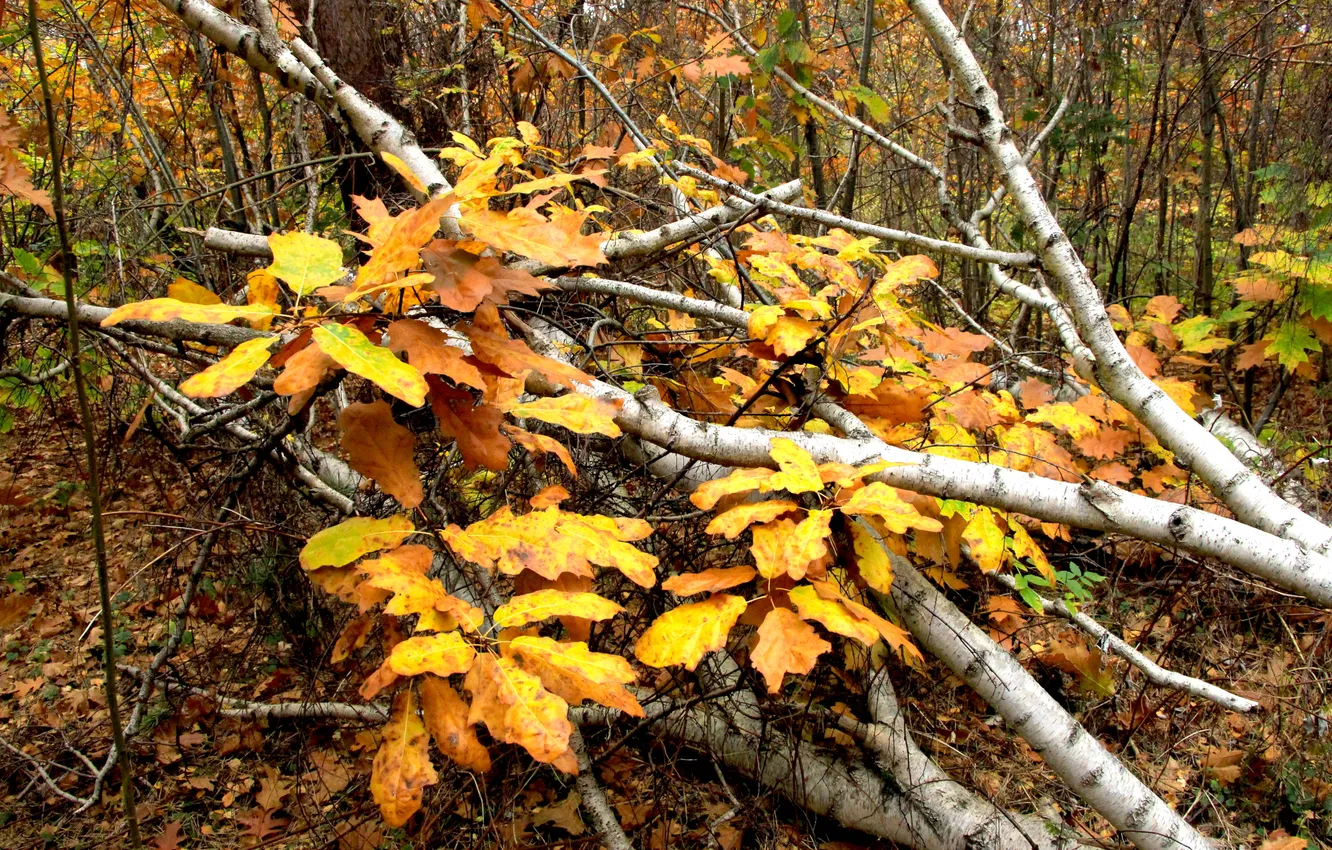 Фото обои autumn, leafs, fall, twig