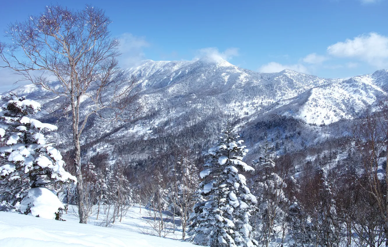 Фото обои зима, небо, снег, деревья, пейзаж, горы, склон