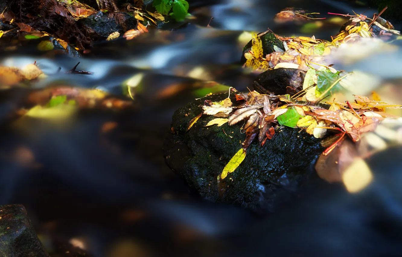 Фото обои осень, листья, вода, река, камни, поток