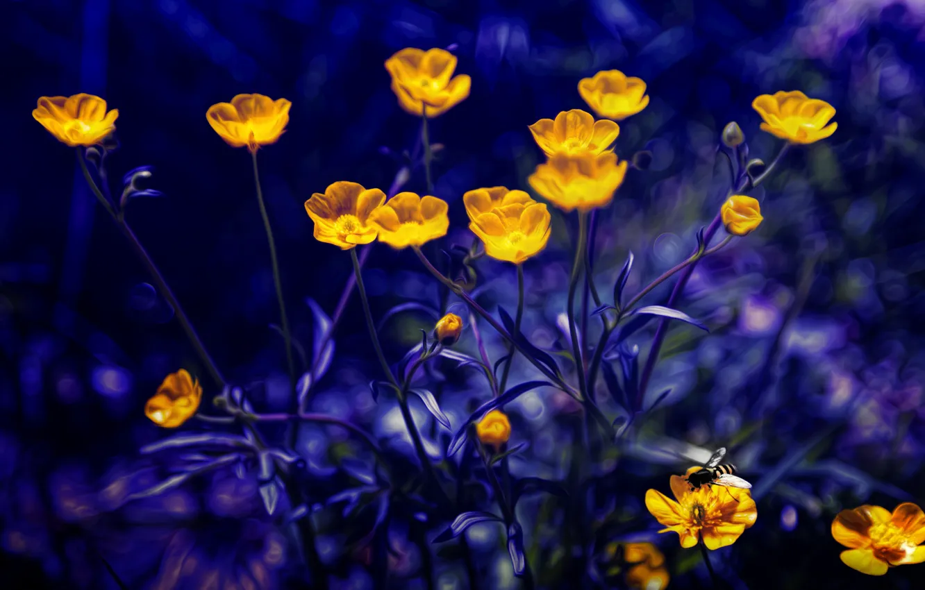 Фото обои обработка, лютики, glowing buttercups