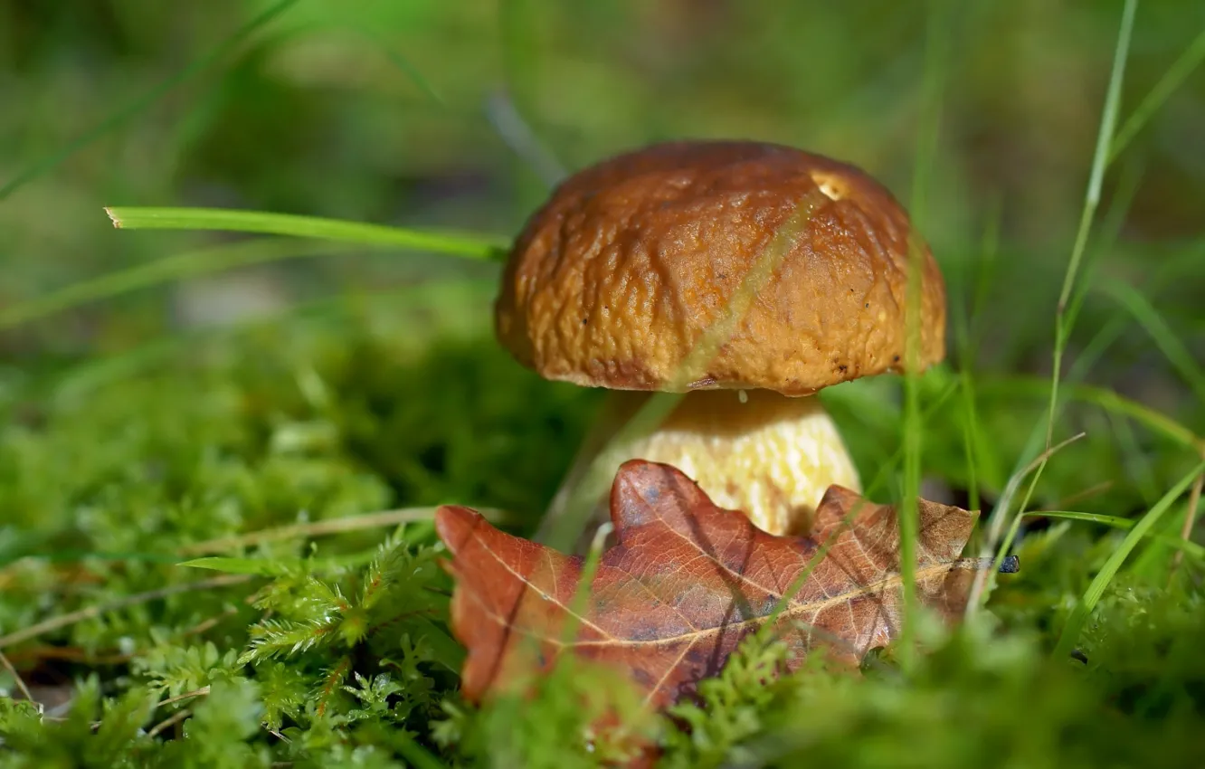 Фото обои трава, грибы, листок, боровик