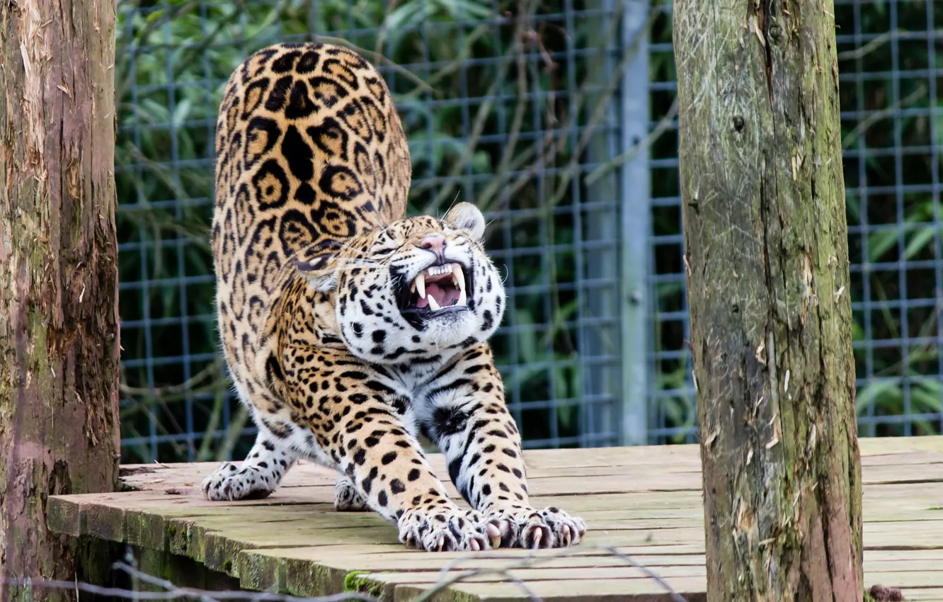 Фото обои поза, хищник, ягуар, дикая кошка, зоопарк, потягивается, разминка