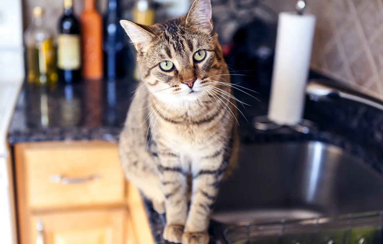 Фото обои cat, kitchen, penetrating gaze