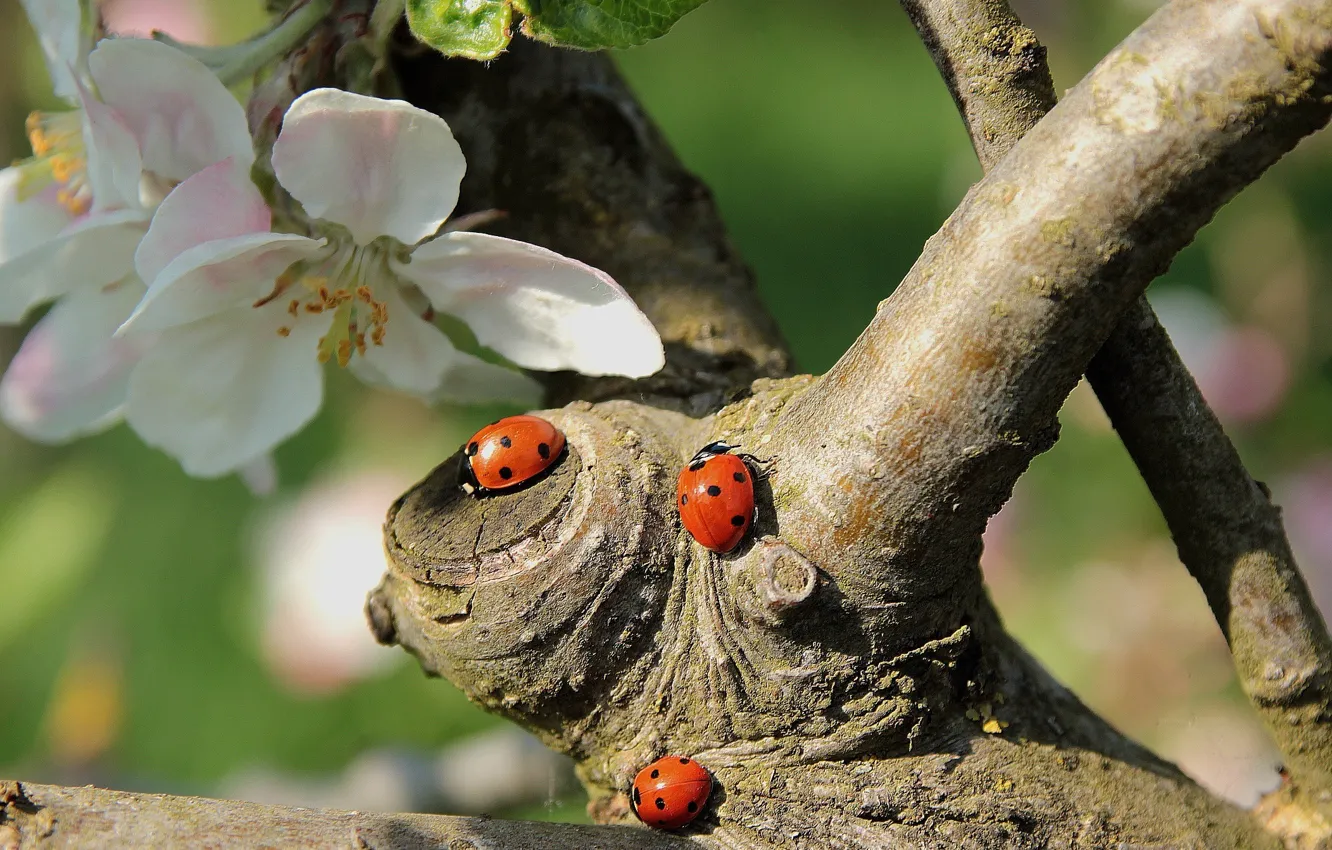 Фото обои насекомые, ветки, природа, дерево, весна, жуки, яблоня, цветение