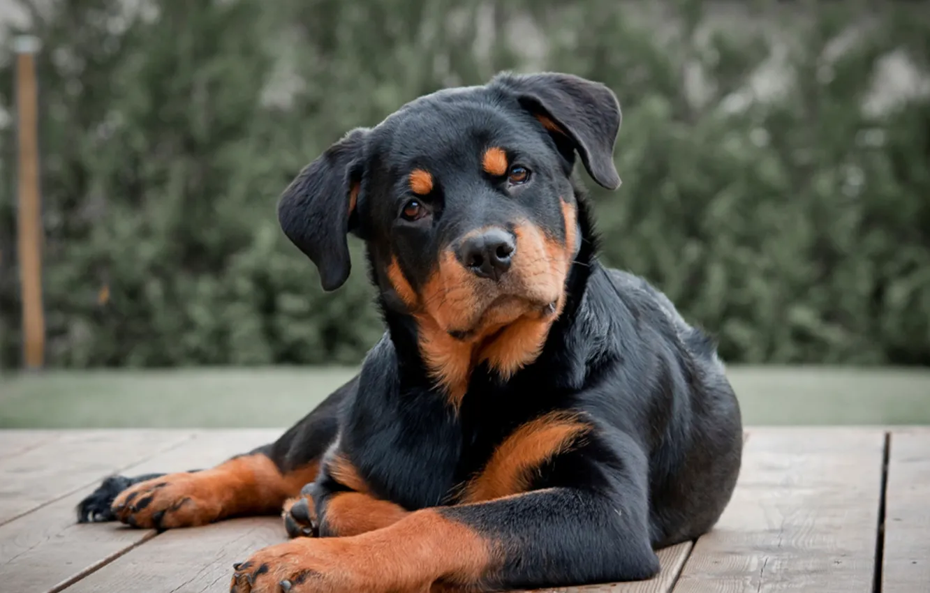 Фото обои Собака, Ротвейлер, Rottweiler