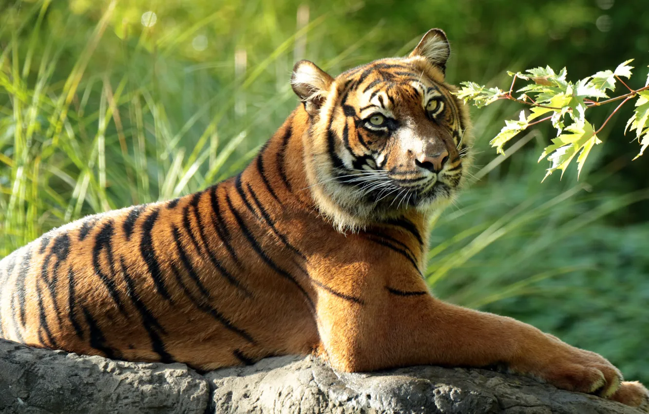 Фото обои тигр, хищник, ветка, дикая кошка, Суматранский тигр