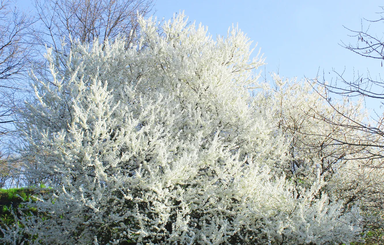 Фото обои white, tree, spring
