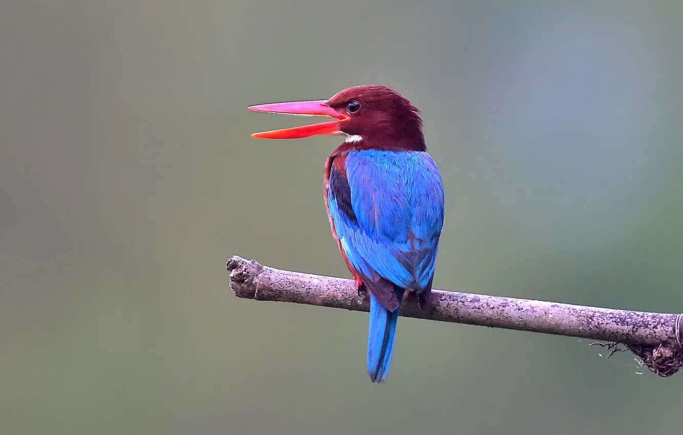 Фото обои back, branch, kingfisher, wildlife, white-throated
