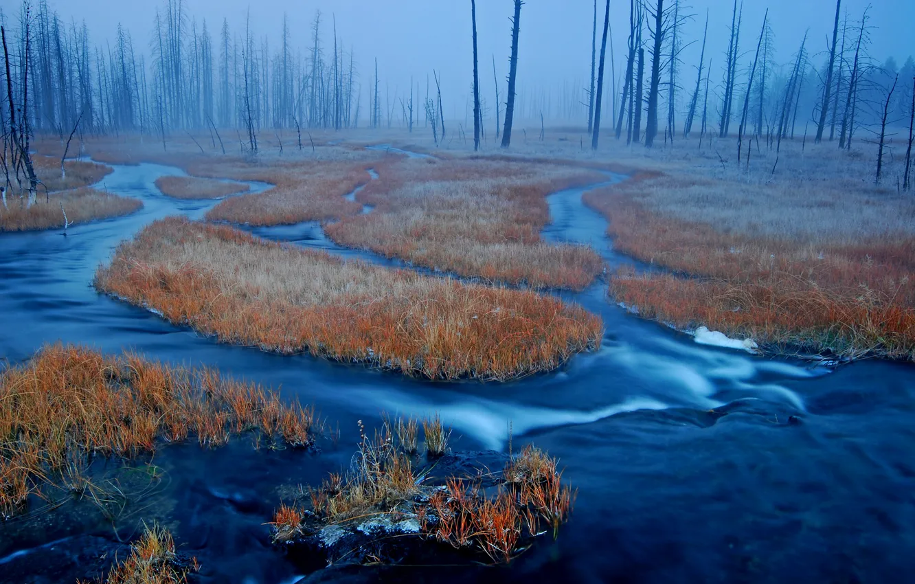 Фото обои лес, трава, туман, река, болото, США, Wyoming, Yellowstone