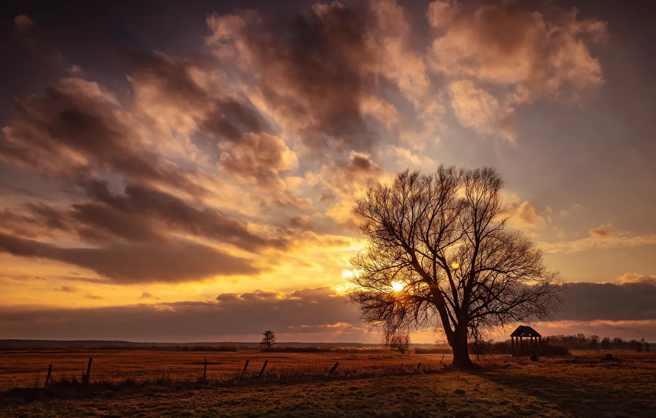 Фото обои поле, закат, дерево