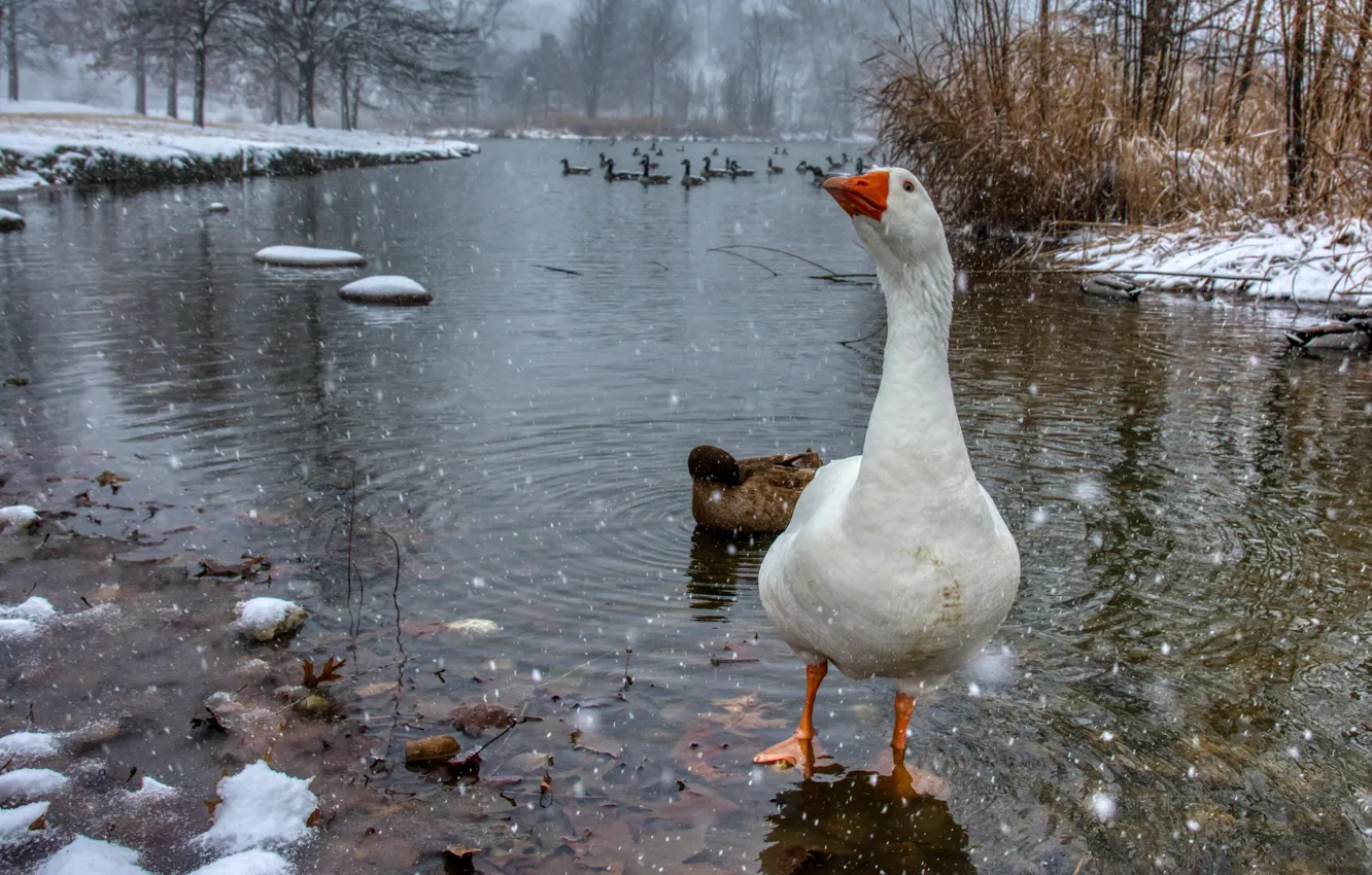 Фото обои зима, белый, взгляд, вода, снег, птицы, ветки, поза