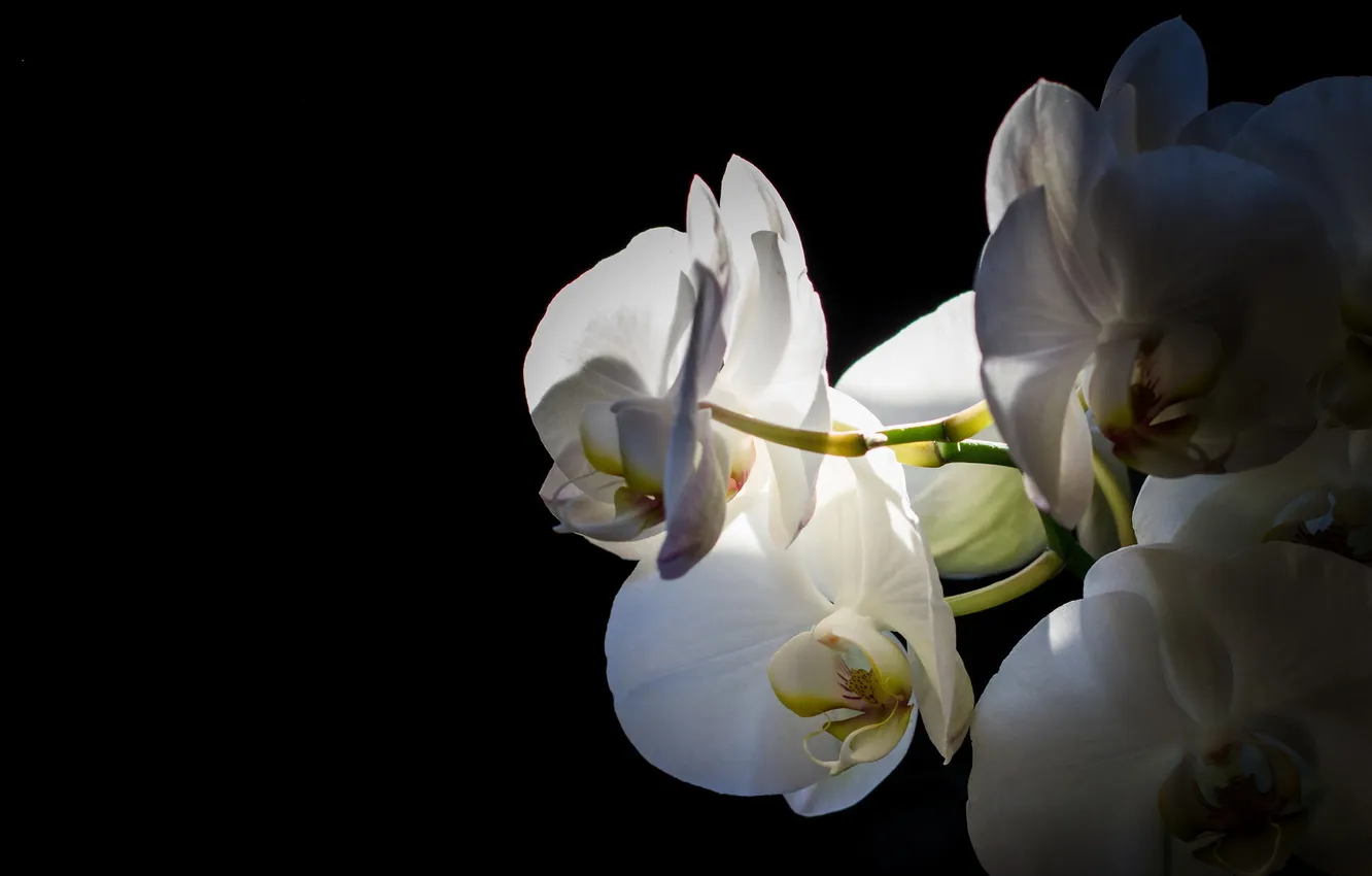 Фото обои цветок, макро, природа, orquidea