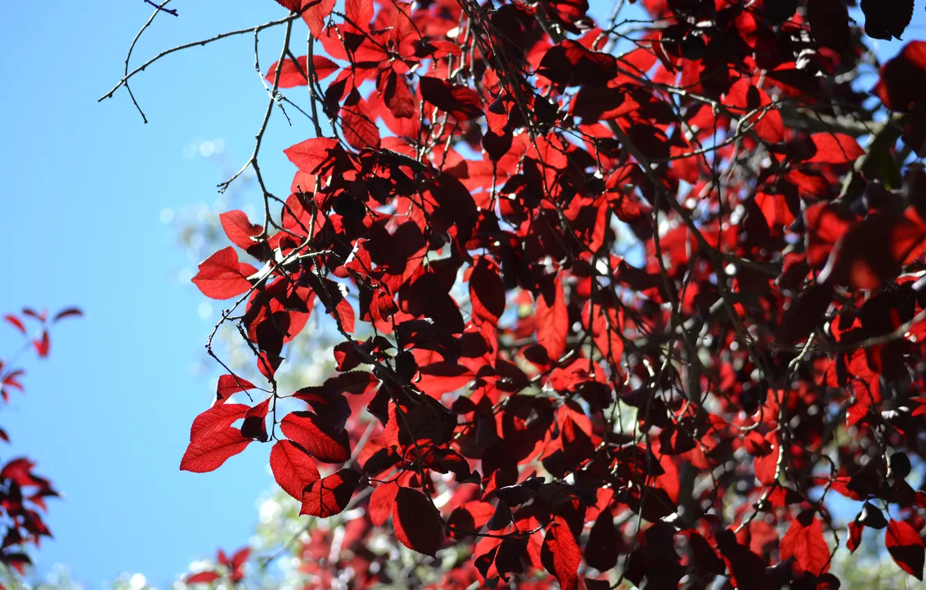 Фото обои листья, дерево, красные