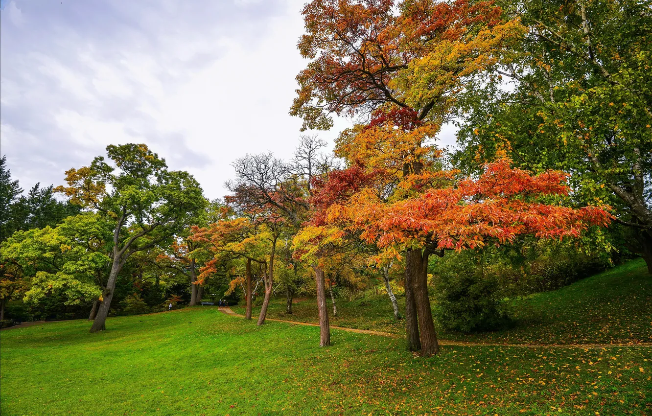 Фото обои осень, трава, листья, деревья, парк, тропинка