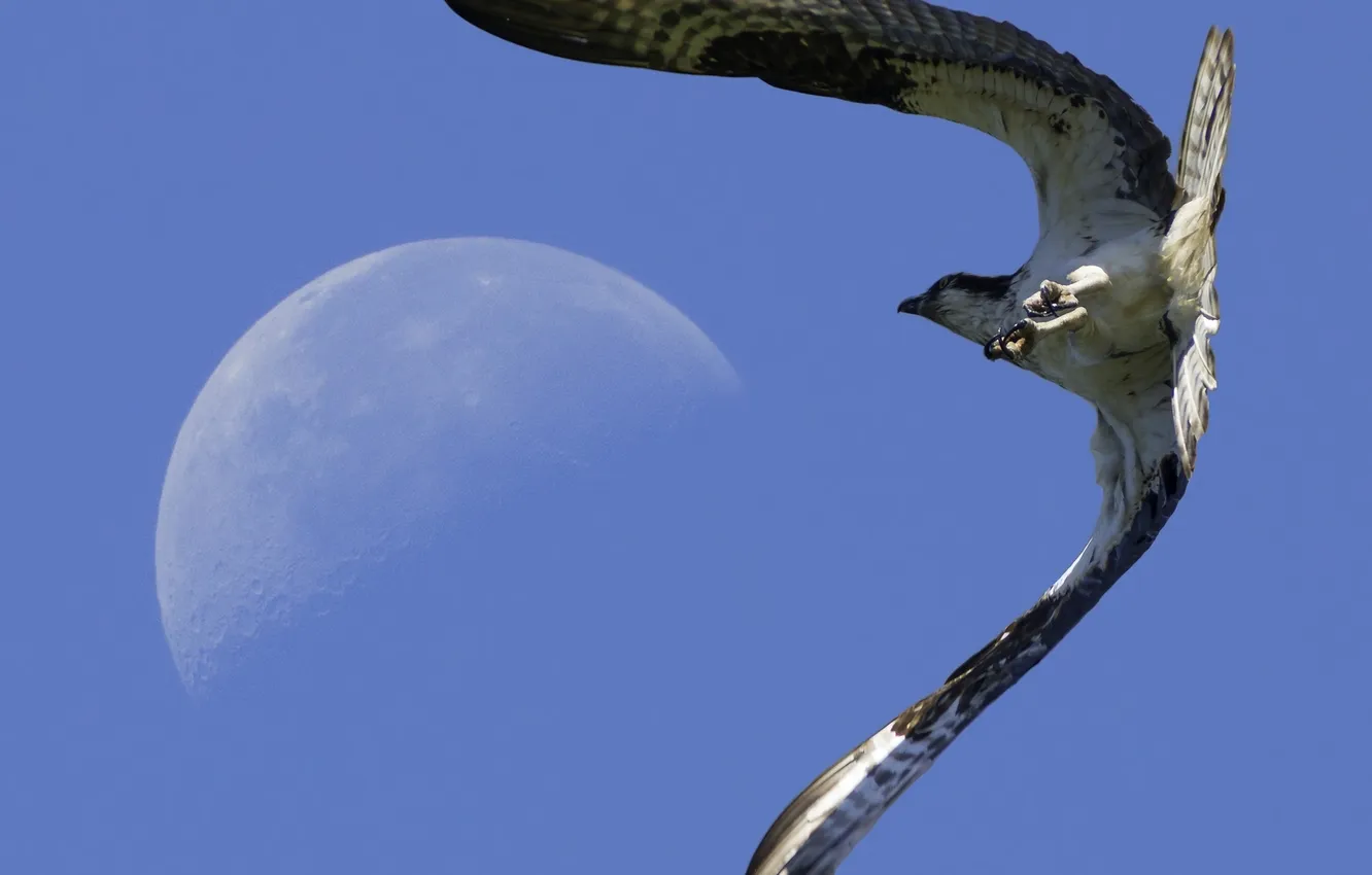 Фото обои небо, полет, птица, луна, крылья, когти