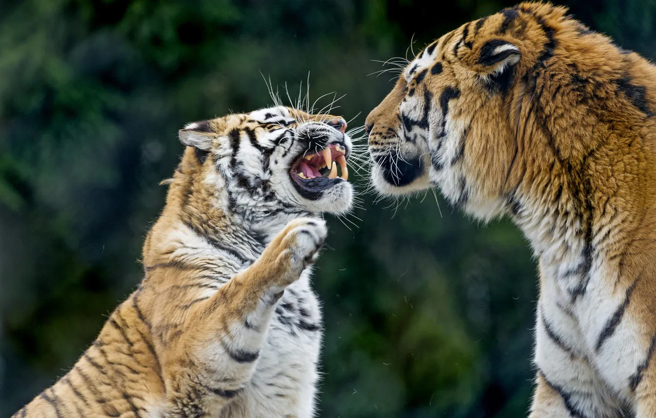 Фото обои кошки, тигр, пара, клыки, оскал, злой, амурский, ©Tambako The Jaguar