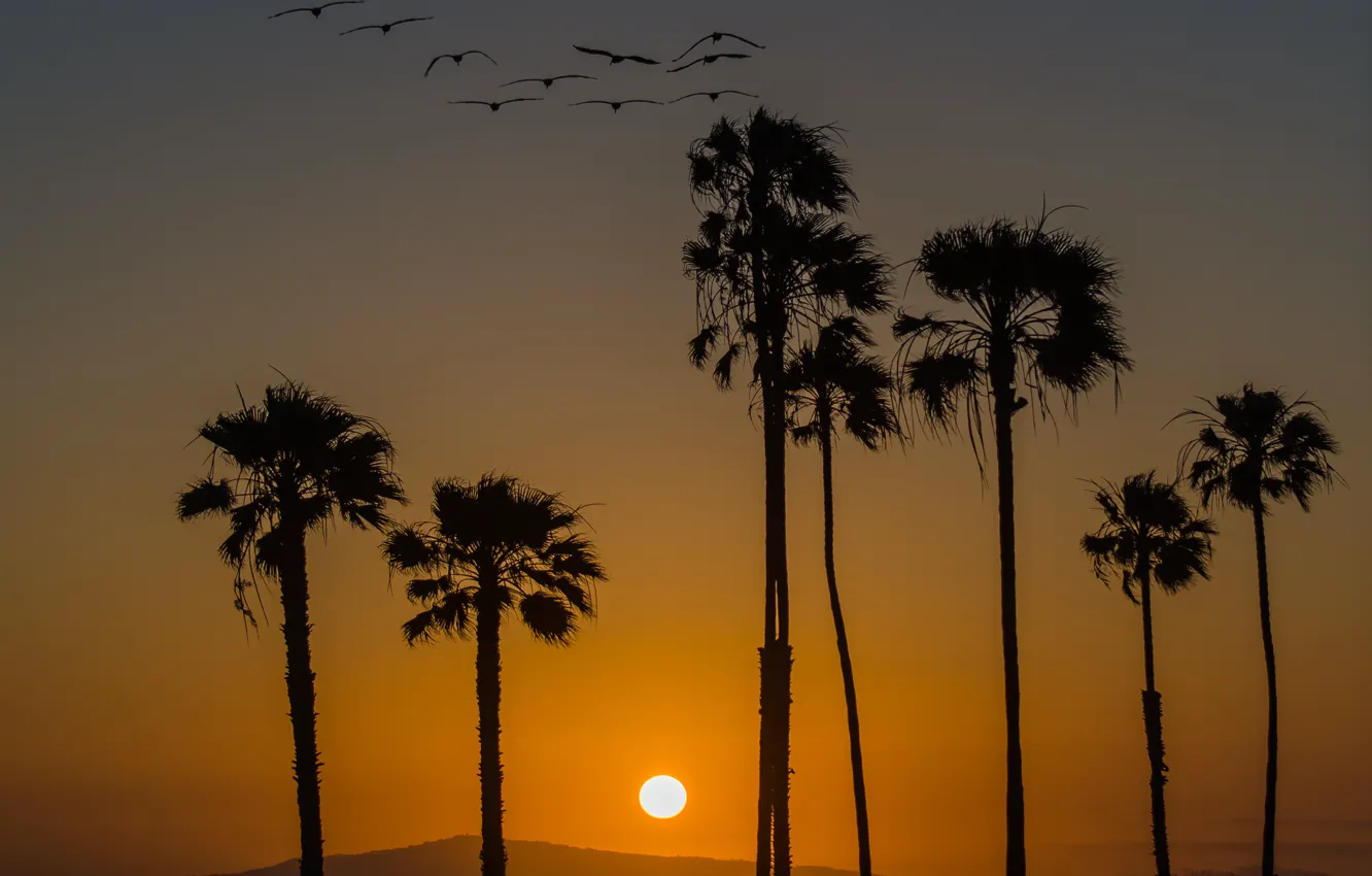 Фото обои закат, птицы, пальмы, California