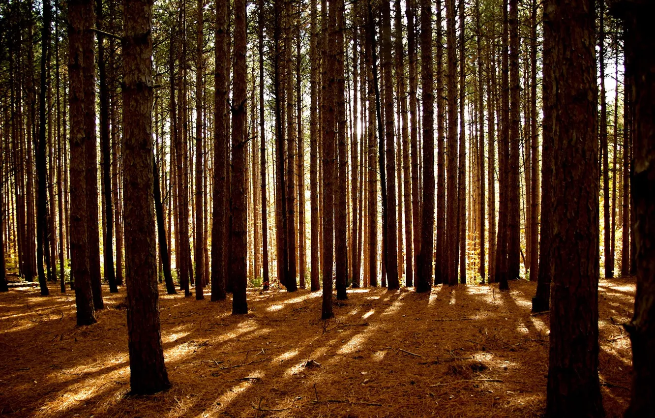 Фото обои лес, свет, Деревья