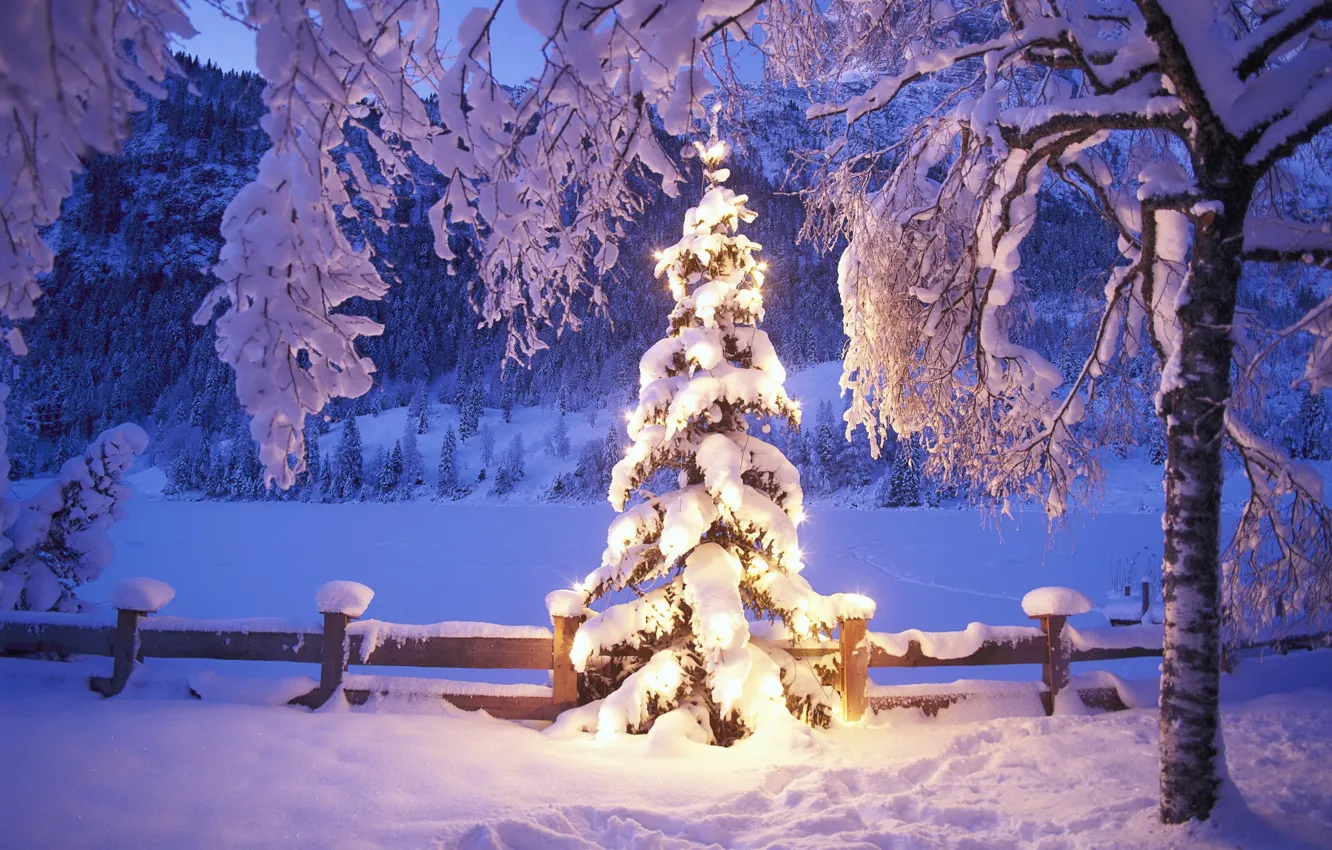 Фото обои зима, снег, огни, елка