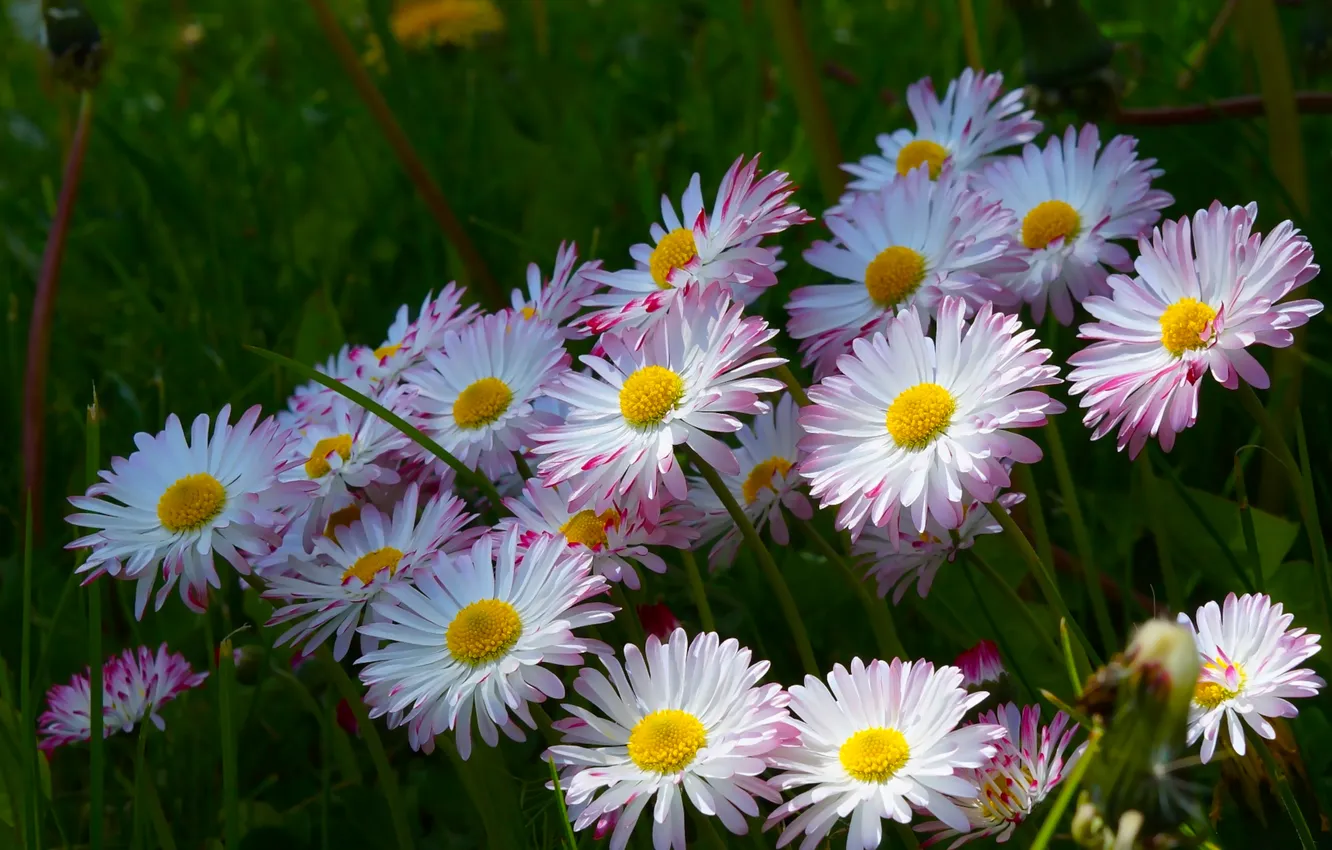 Фото обои flower, meadow, blooming
