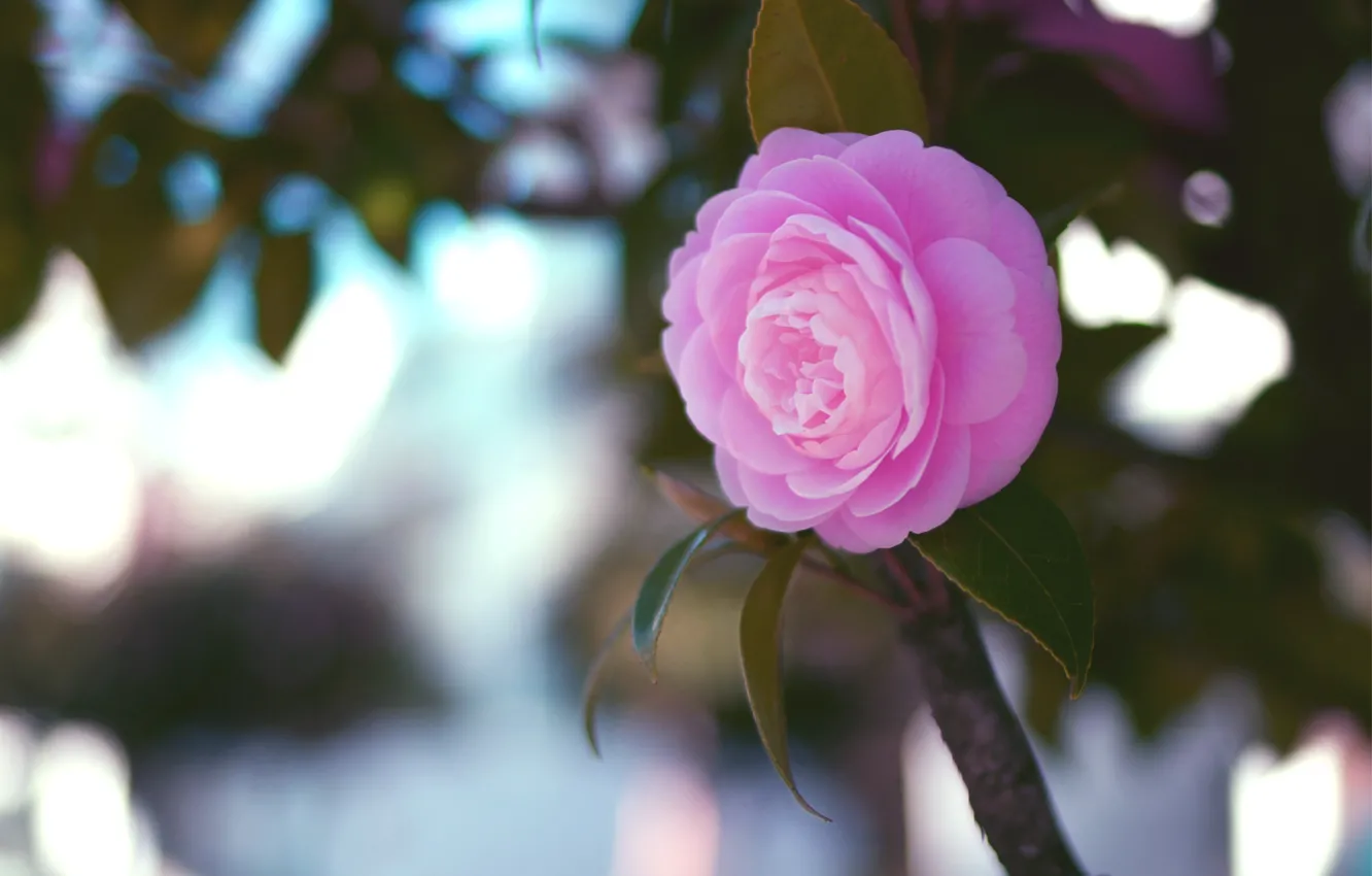Фото обои цветок, листья, макро, розовая, ветка, Камелия
