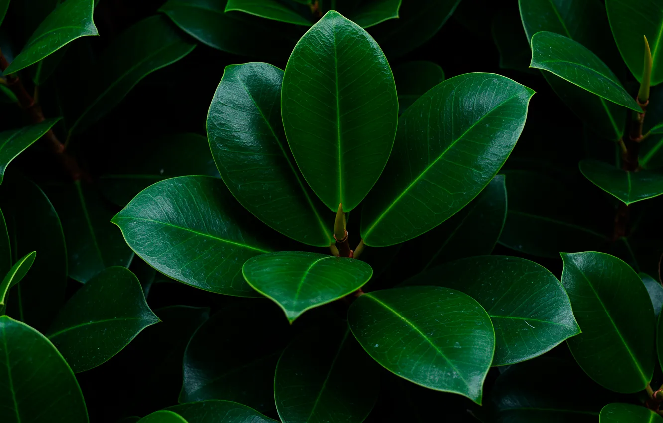 Фото обои листья, макро, green, обои, wallpaper, зелёные, leaves, macro