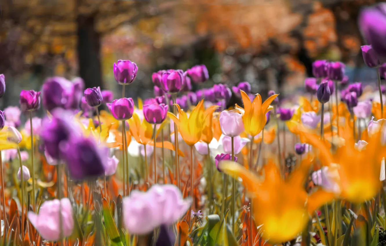 Фото обои цветы, парк, луг, тюльпаны