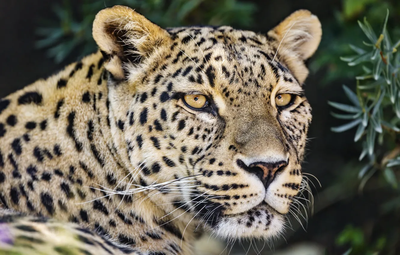 Фото обои взгляд, морда, портрет, леопард
