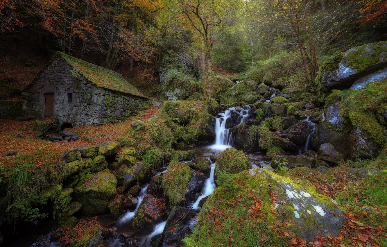 Фото обои осень, лес, ручей, поток, хижина