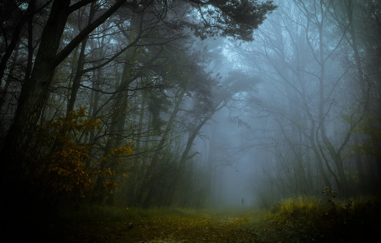 Фото обои дорога, осень, лес, туман, силуэт
