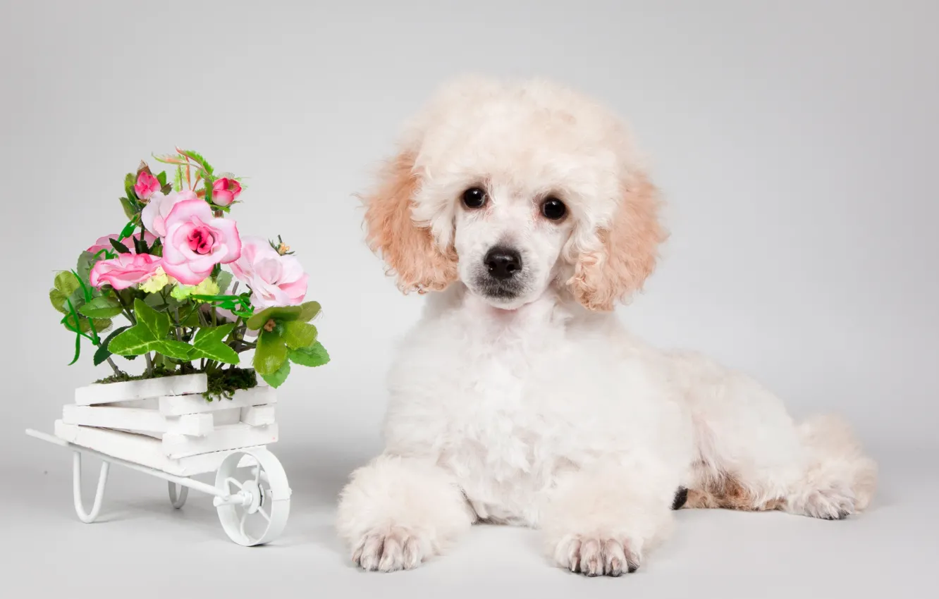 Фото обои цветы, щенок, пудель