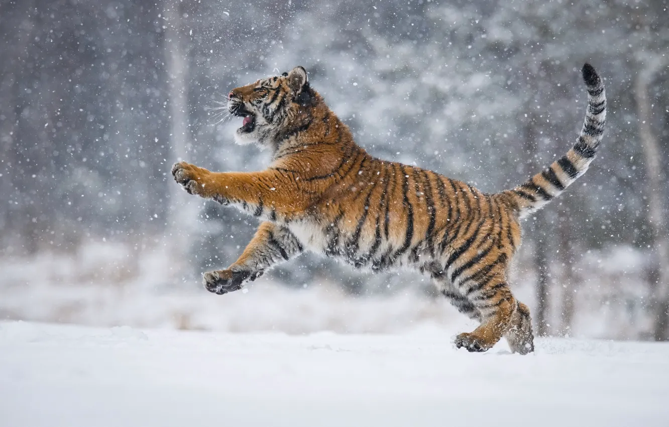 Фото обои снег, тигр, tiger, snow, Petr Simon